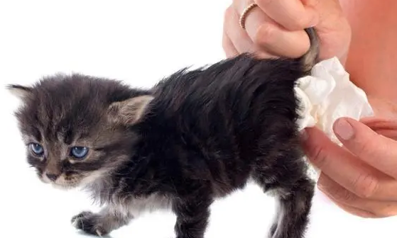 猫大便出血怎么回事？这里可以了解~