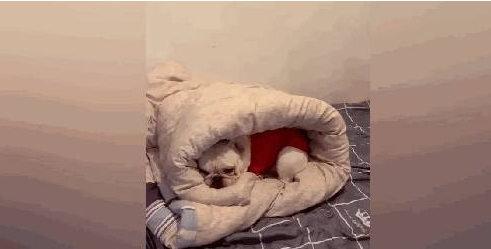 斗牛犬缩进被窝不出来，外面冷 