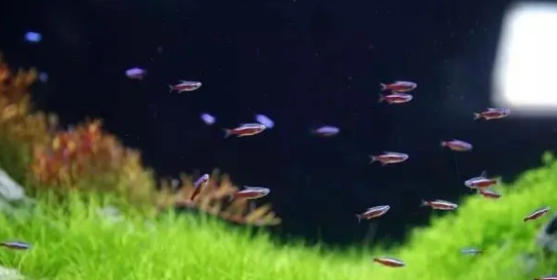 养鱼水草换水小知识