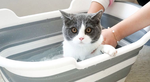 怎么让猫洗澡？方法在这里！