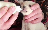 小狗能喂奶粉吗