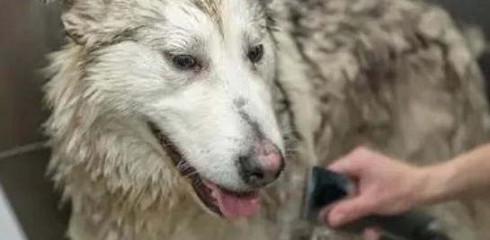 狗狗用婴儿沐浴露行吗