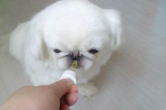 宠物咳嗽吃什么药