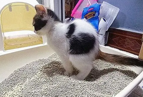 猫砂一般放多少