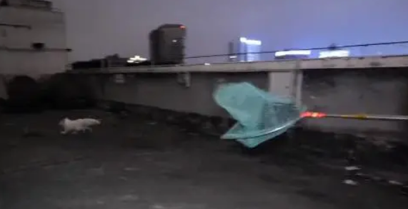 狐狸被当成宠物,厌倦后就被扔在天台,不管不顾 狐狸被当成宠物,厌倦后就被扔在天台,不管不顾