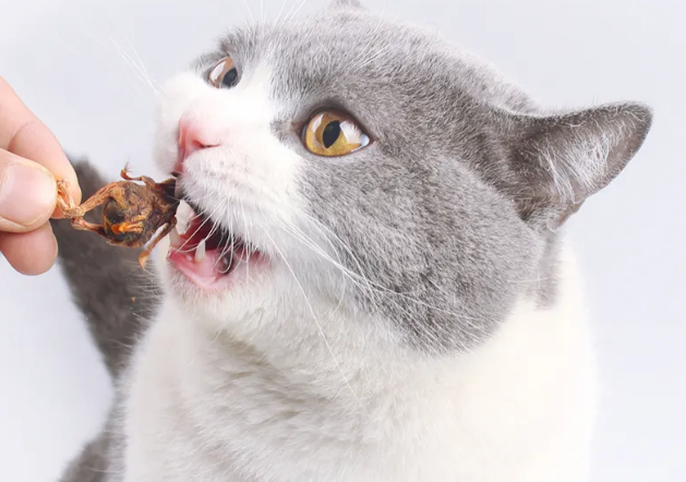 猫咪零食不适合天天喂,猫咪吃零食过多会对猫粮产生厌恶,会变得挑食.