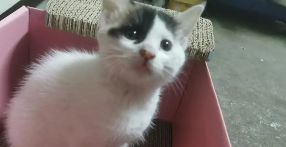 猫三个月相当于人多大？答案揭晓
