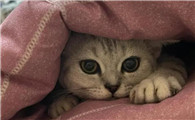 猫为什么钻被窝?可能是这几个原因