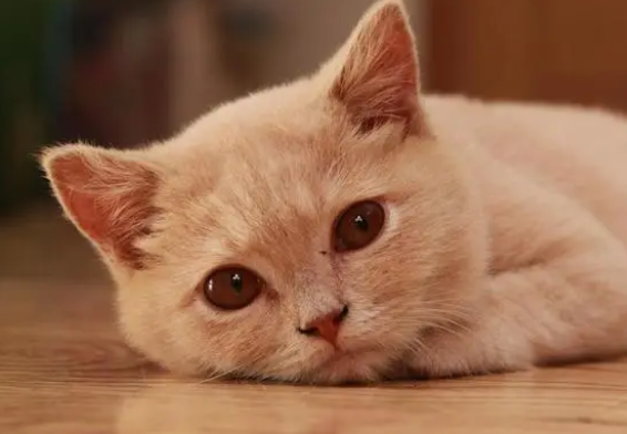 新手养猫:猫咪的体内外驱虫全攻略 新手养猫:猫咪的体内外驱虫全攻略