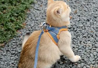 猫咪牵引绳怎么套视频