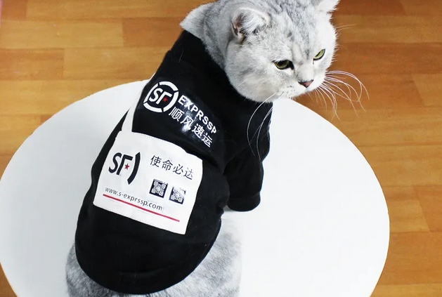 顺丰能寄宠物猫吗，想知道的来瞧一瞧