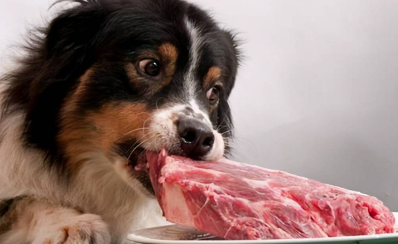 狗狗食物温度多少为宜 狗狗食物温度多少为宜