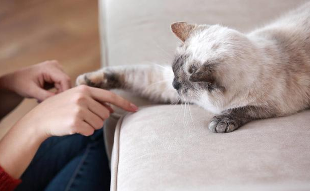 猫咪会等多久主人?要注意了 猫咪会等多久主人?要注意了