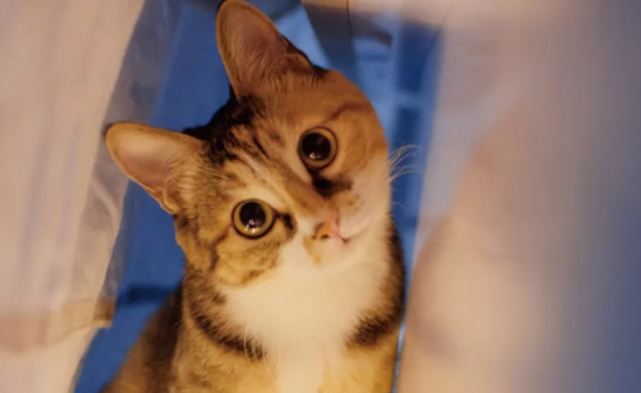 被小猫的爪子划破表皮怎么办？方法在这里