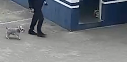 狗狗走丢后跑派出所求助,民警不知它来意送出门外,它又再次进来 狗狗走丢后跑派出所求助,民警不知它来意送出门外,它又再次进来