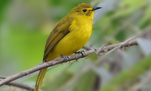 大绿雀鹎吃什么食物?主要吃这些