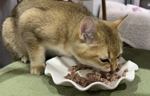 幼猫能吃猫罐头么