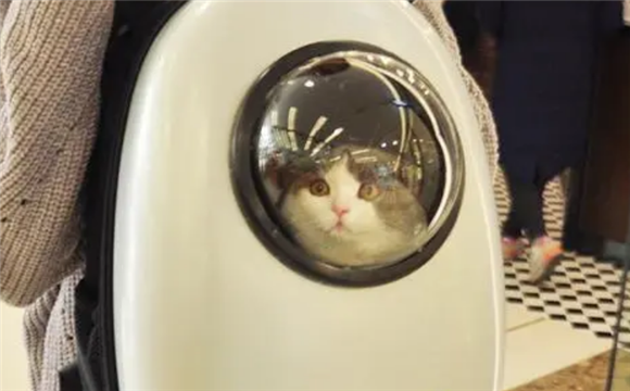 有猫包可以上地铁吗？带猫咪出行这几种办法更实际