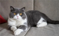 英国短毛猫价格