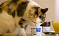 猫咪可以酸奶吗