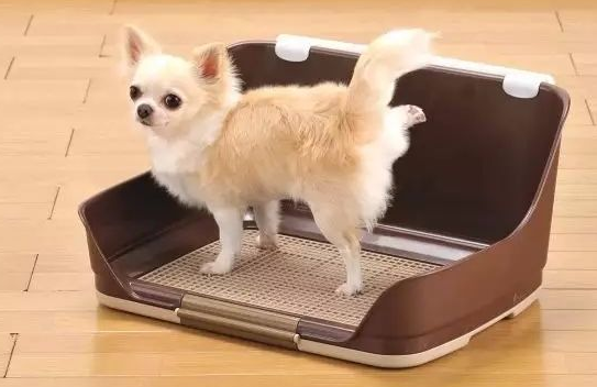 狗狗总在笼子里大小便怎么办 狗狗总在笼子里大小便怎么办