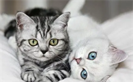 益生菌不要随便给猫咪喝!除非这些情况可以适量给猫咪补充?