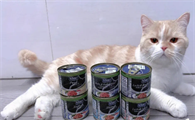 小猫几个月可以吃猫罐头么
