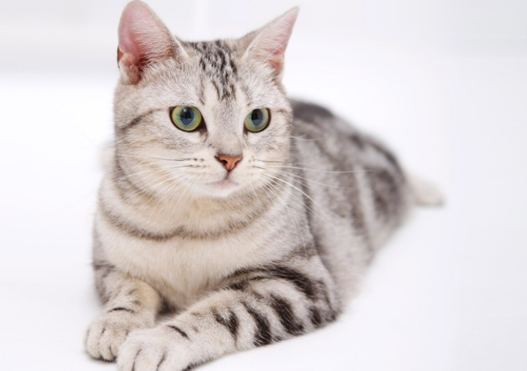 怎样让小猫睡自己的窝 怎样让小猫睡自己的窝