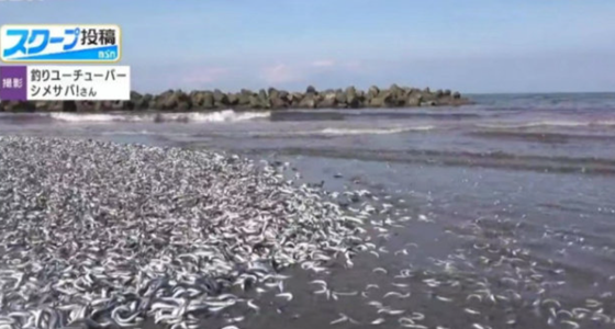 日本一沙滩惊现大量沙丁鱼 原因未知：开排核废水？