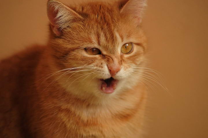 小猫咪咳嗽吃什么药