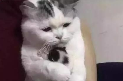 主人要把小奶猫送人,猫妈妈紧紧抱着哭的稀里哗啦 主人要把小奶猫送人,猫妈妈紧紧抱着哭的稀里哗啦