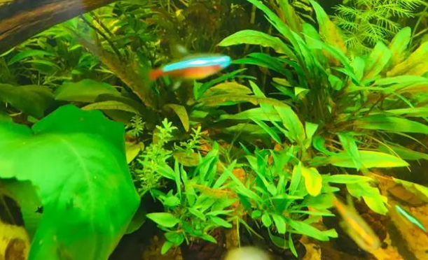 小型鱼粮的选择你有没有选对?我来告诉你 小型鱼粮的选择你有没有选对?我来告诉你