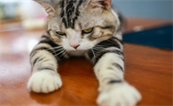 猫体内驱虫体外驱虫多久一次?不注意会有大麻烦!