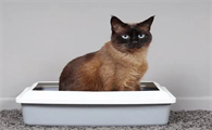猫砂盆放多少猫砂合适
