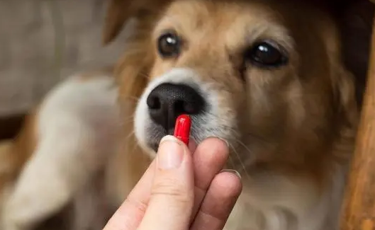 狗狗体内驱虫后几天可以洗澡