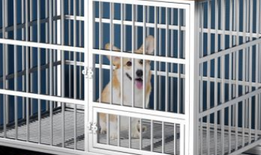 狗笼子怎么布置 狗笼子怎么布置