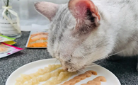 给猫吃什么零食