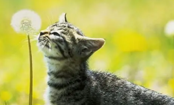 猫咪的体外驱虫多久可以彻底驱干净? 猫咪的体外驱虫多久可以彻底驱干净?