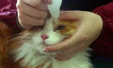 猫用什么滴眼液 猫用什么滴眼液
