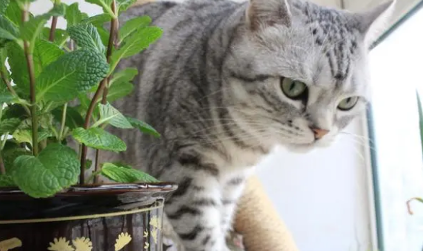 猫草为什么对猫咪很重要?来了解下吧 猫草为什么对猫咪很重要?来了解下吧