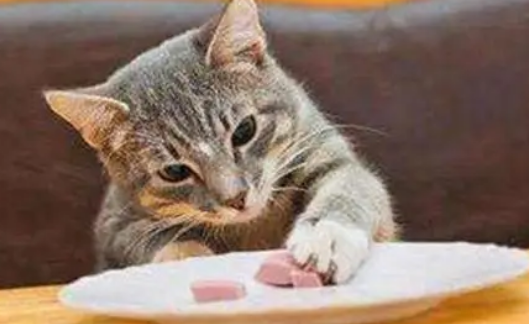 猫罐头一般去哪里买