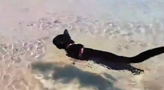 主人轻松淌水过河,黑猫愣了一会淡定跟上 主人轻松淌水过河,黑猫愣了一会淡定跟上