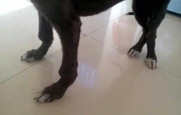 狗狗缺钙吃狗狗钙片方便有效