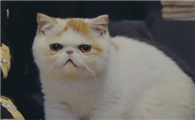 猫砂怎么铲屎