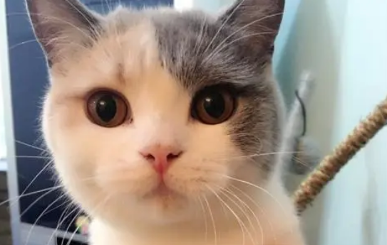 母猫和公猫区别有哪些?主要是这几点 母猫和公猫区别有哪些?主要是这几点