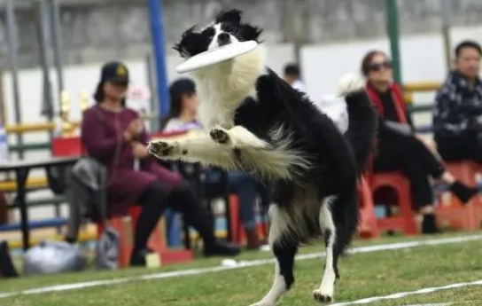 如何训练狗狗叼飞盘 如何训练狗狗叼飞盘