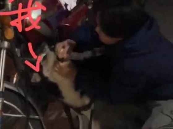 哈士奇多少钱,哈士奇和阿拉斯加区别,哈士奇图片大全 哈士奇多少钱,哈士奇和阿拉斯加区别,哈士奇图片大全