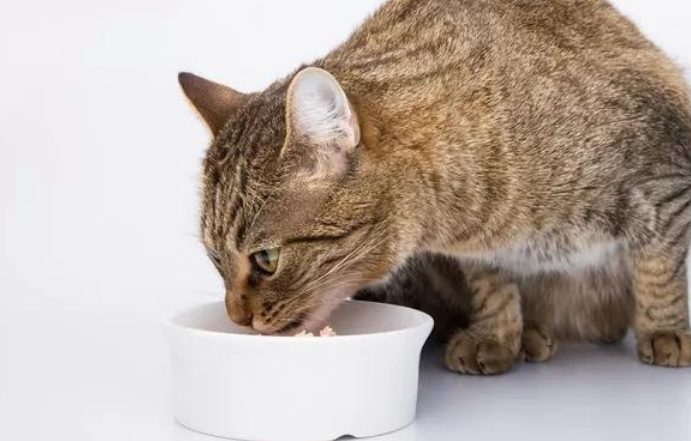 猫小零食哪些