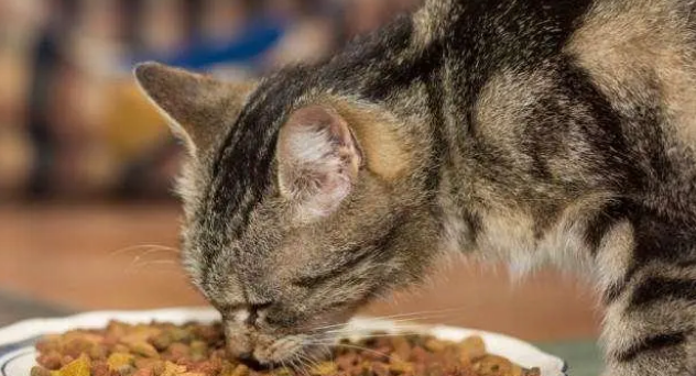 猫咪肠胃不好,只吃益生菌就够了吗?还有一点你忽略了 猫咪肠胃不好,只吃益生菌就够了吗?还有一点你忽略了