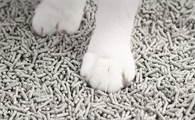 猫砂的种类有哪些，哪种猫砂好用？